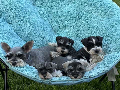 ADORABLE MINI SCHNAUZERS