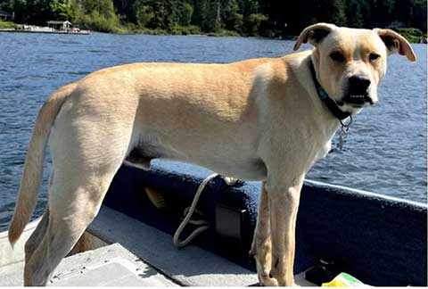 MISSING MALE BLONDE LAB MIX 