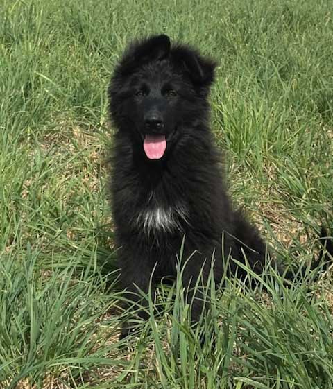 EUROPEAN AKC GERMAN SHEPHERD PUPPIES