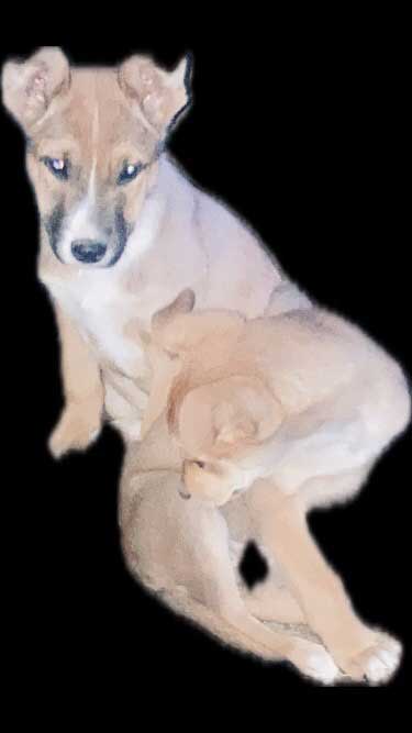 GERMAN SHEPHERD/ RHODESIAN MIX PUPPIES