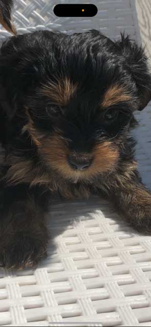 PUREBRED YORKIE TERRIER PUPPIES