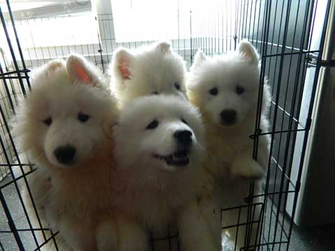 SAMOYED PUREBRED PUPPIES SAMOYED PUREBRED PUPPIES