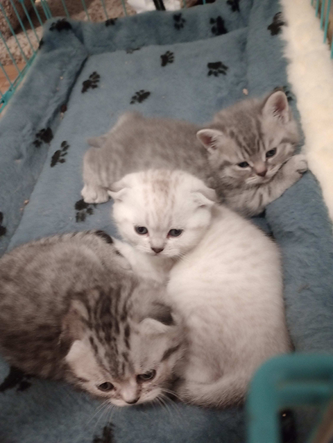 THREE SCOTTISH FOLD KITTENS 