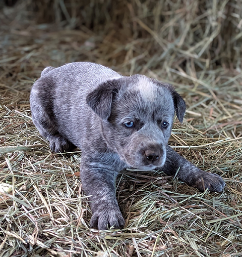 BEAUTIFUL HEELER PUPPIES 