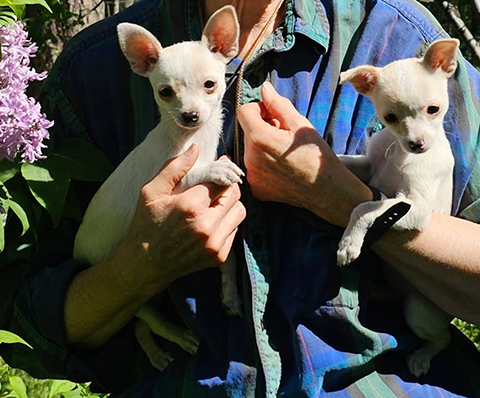 FEMALE CHIHUAHUA PUPPIES