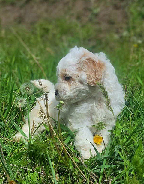 MINI SCHNOODLE PUPPIES