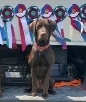 CHOCOLATE LAB PUPPIES
