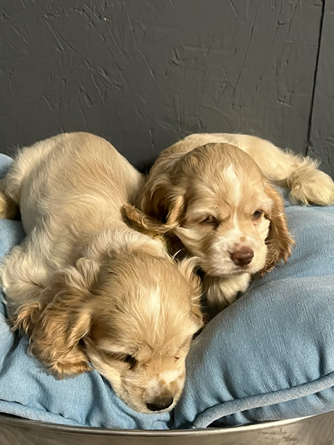 AMERICAN COCKER SPANIEL PUPPIES