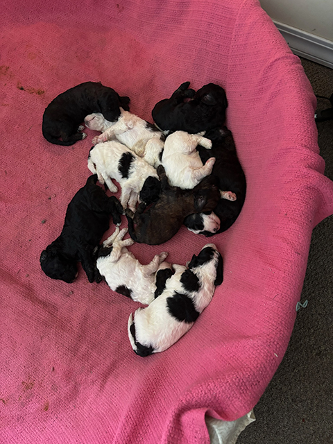 PUREBRED PARTI STANDARD POODLES