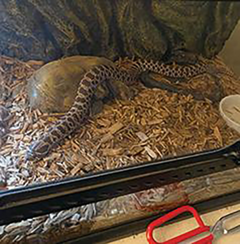WESTERN HOGGED NOSE SNAKE