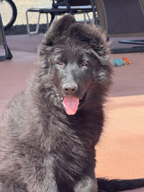 AKC GERMAN SHEPHERD PUPPIES