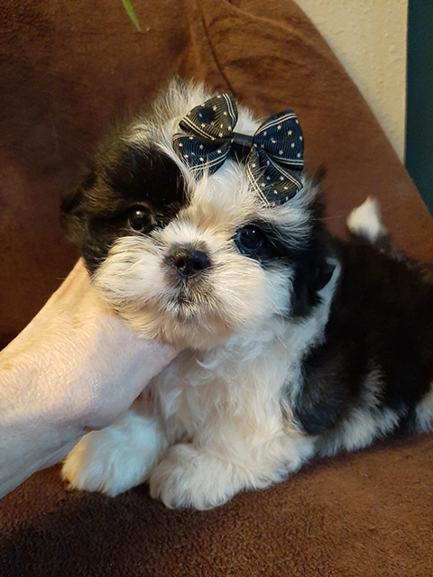 AKC SHIH TZU PUPPIES,