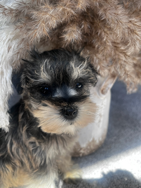MINIATURE/ TOY SCHNAUZER PUPPIES