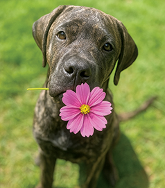 TWO FEMALE PURE ENGLISH MASTIFF SISTERS