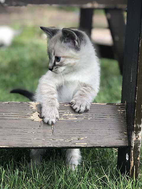 RAGDOLL SIAMESE KITTENS