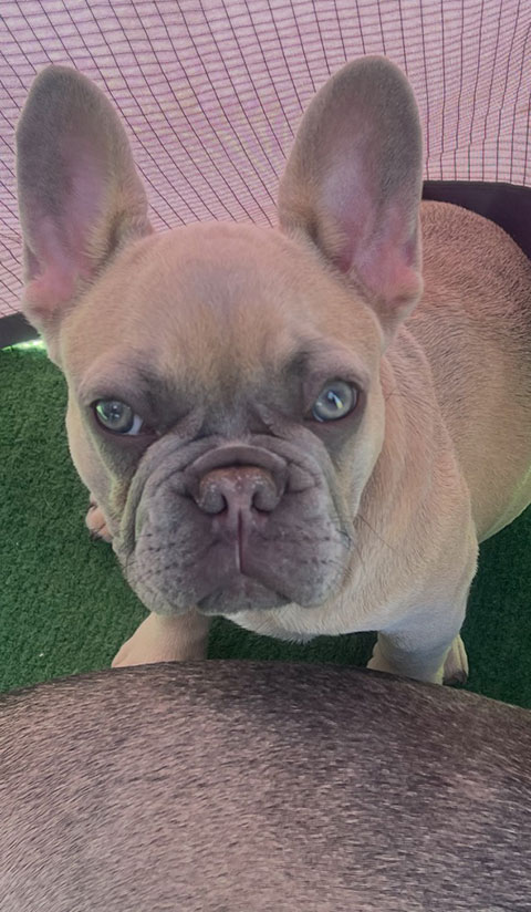 AKC FRENCH BULLDOG PUPPY