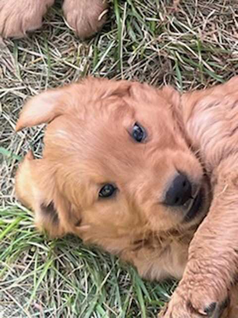 PUREBRED GOLDEN RETRIEVER PUPPIES