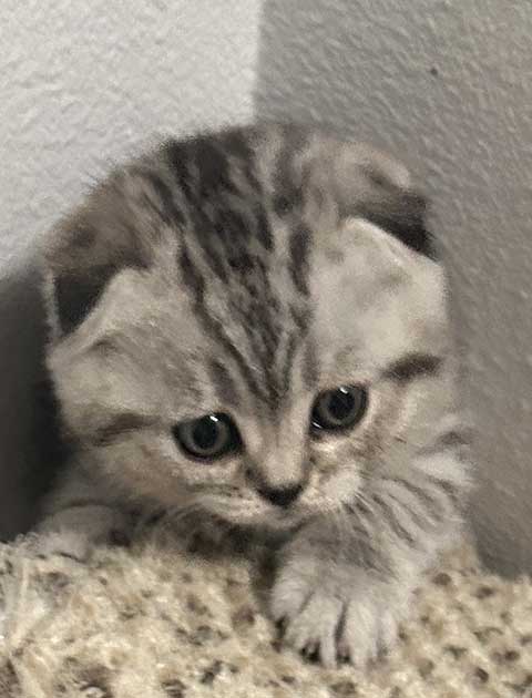 ONE SCOTTISH FOLD KITTEN BOY AVAILABLE