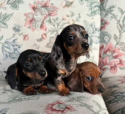 MINI DACHSHUND PUPPIES