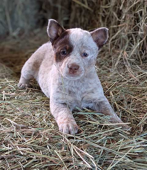 PUREBRED HEELER PUPPIES