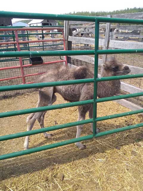 MONTH OLD BACTRIN CAMEL ON THE BOTTLE