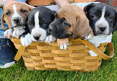 BLUE TICK HOUND/ PIT BULL CROSS