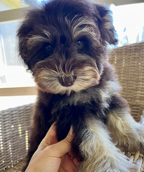AKC REG. MINIATURE SCHNAUZER PUPPIES