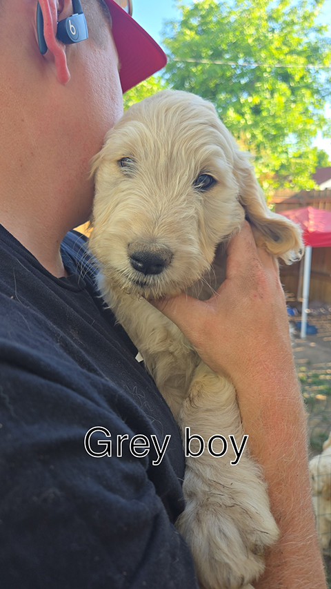 F1 STANDARD GOLDEN DOODLES