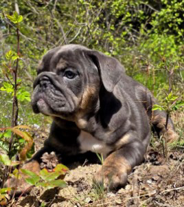 AKC ENGLISH BULLDOG PUPPIES