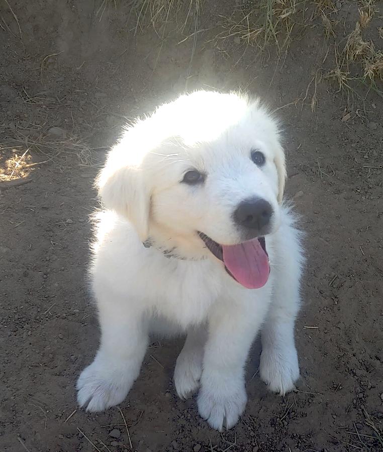 GREAT PYRENEES PUPPIES GREAT PYRENEES PUPPIES