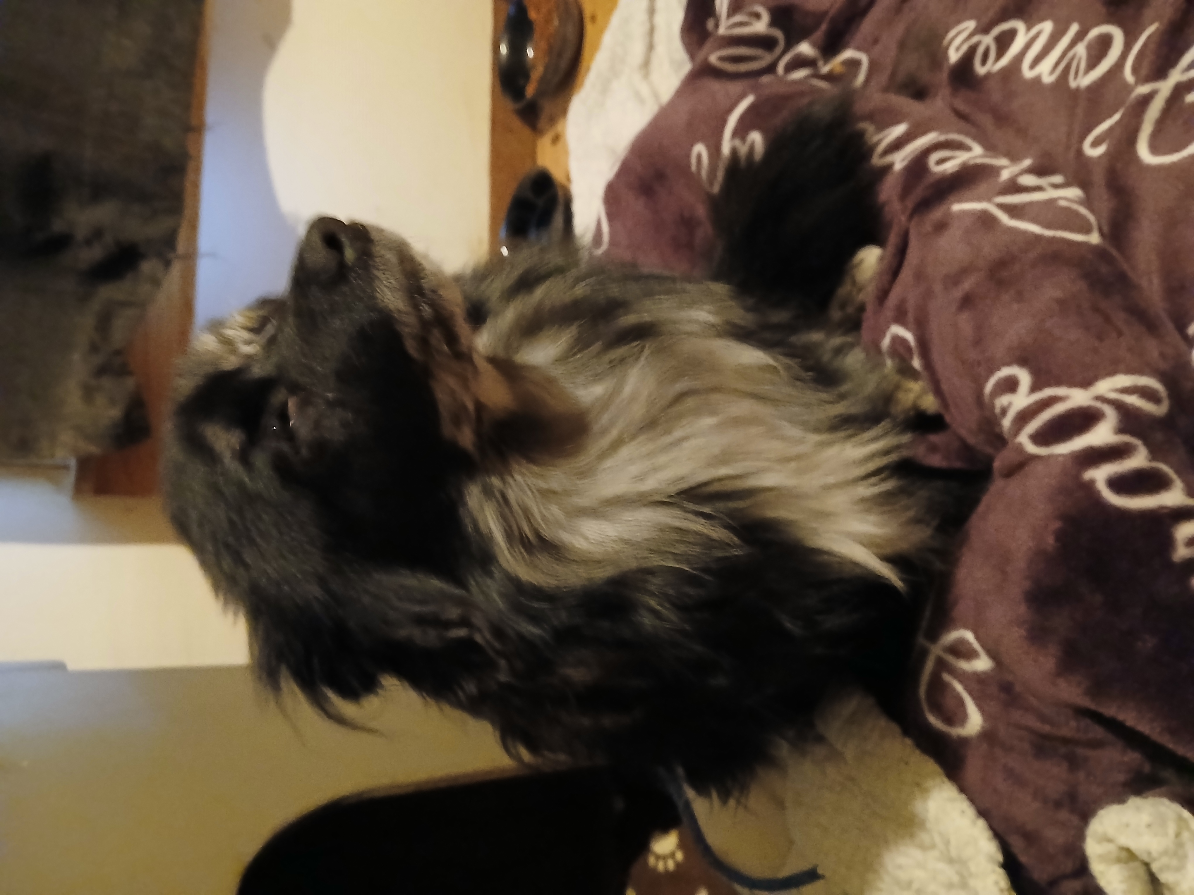 2 MALE BLUE MERLE PUREBRED POMERANIAN PUPPIES 2 MALE BLUE MERLE PUREBRED POMERANIAN PUPPIES