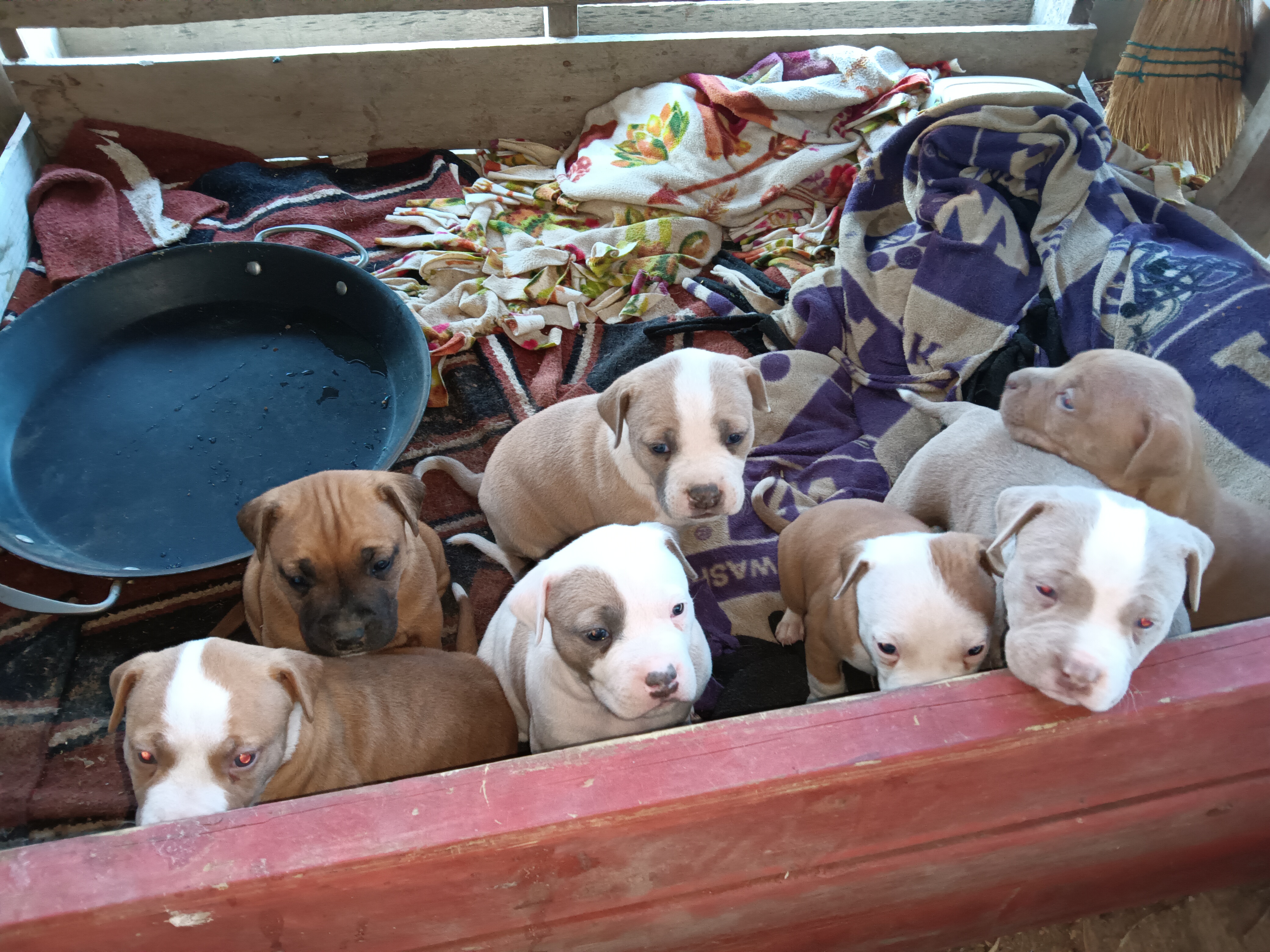 AMERICAN PITBULL PUPPIES GREAT BLOODLINES AMERICAN PITBULL PUPPIES GREAT BLOODLINES