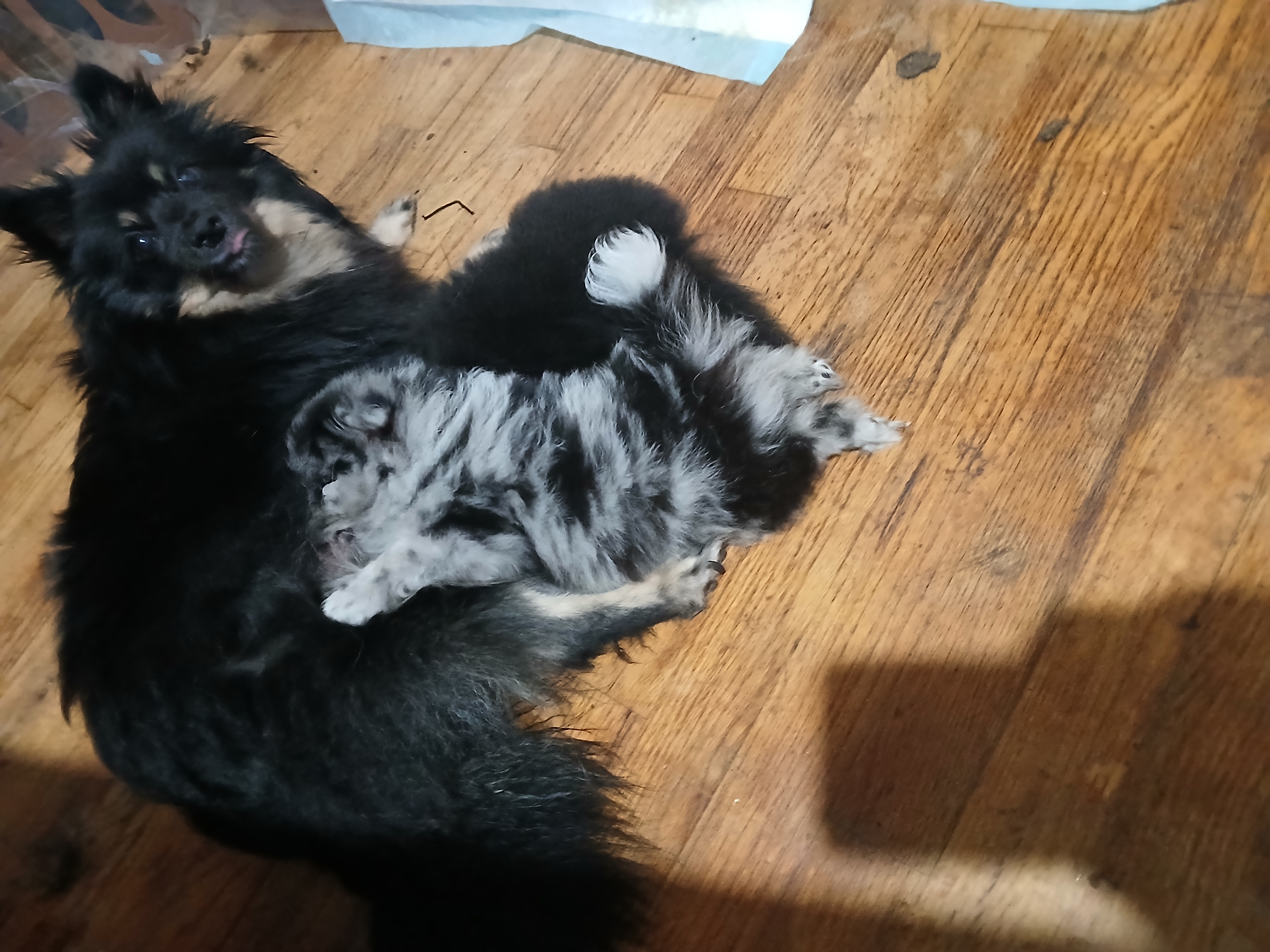 6 WEEK OLD PUREBRED POMERANIANS 6 WEEK OLD PUREBRED POMERANIANS