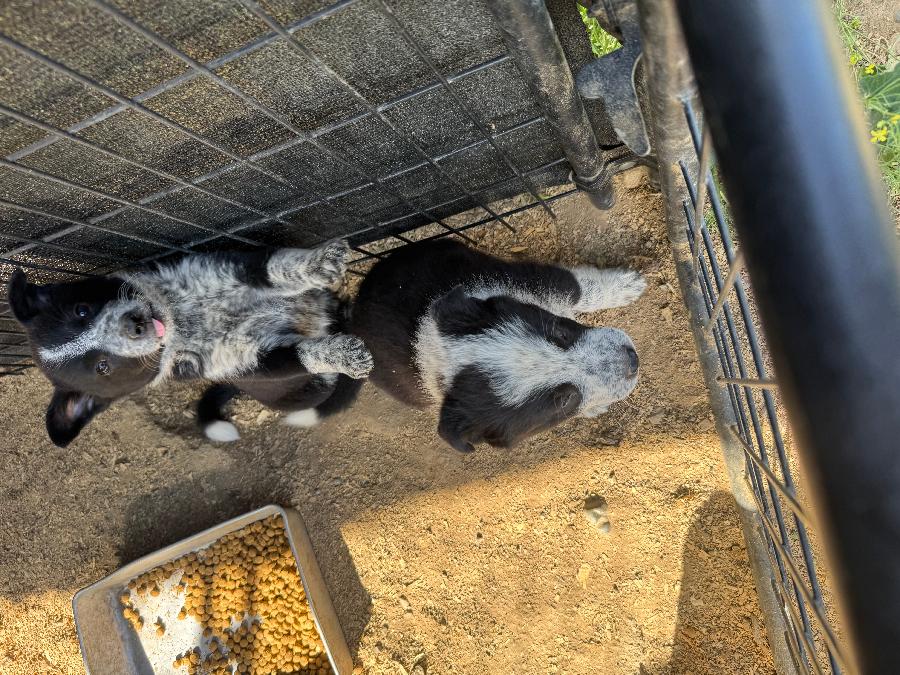 BORDER COLLIE/HEELER BORDER COLLIE/HEELER
