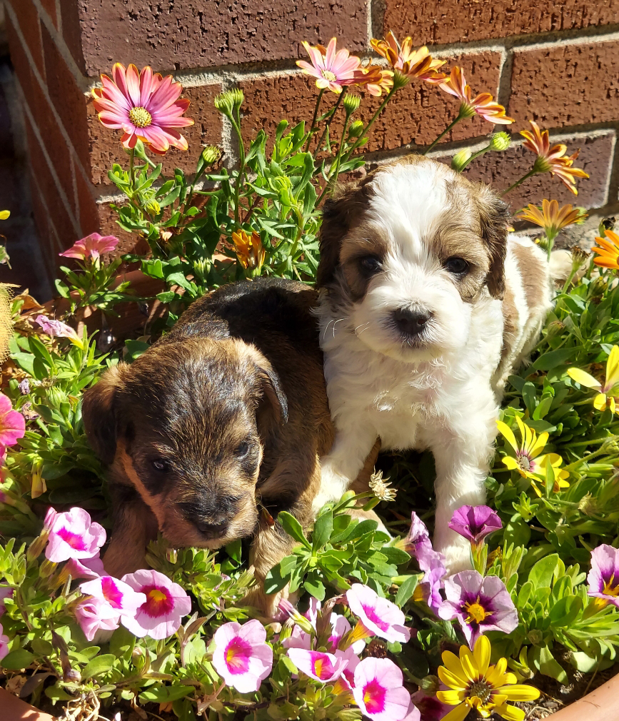 COCKER-POO & SCHNOODLE PUPPIES COCKER-POO & SCHNOODLE PUPPIES