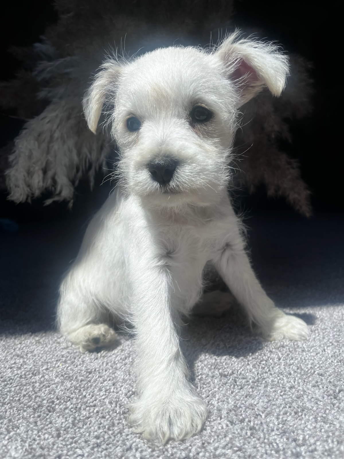 MINIATURE/ TOY SCHNAUZER PUPPIES MINIATURE/ TOY SCHNAUZER PUPPIES