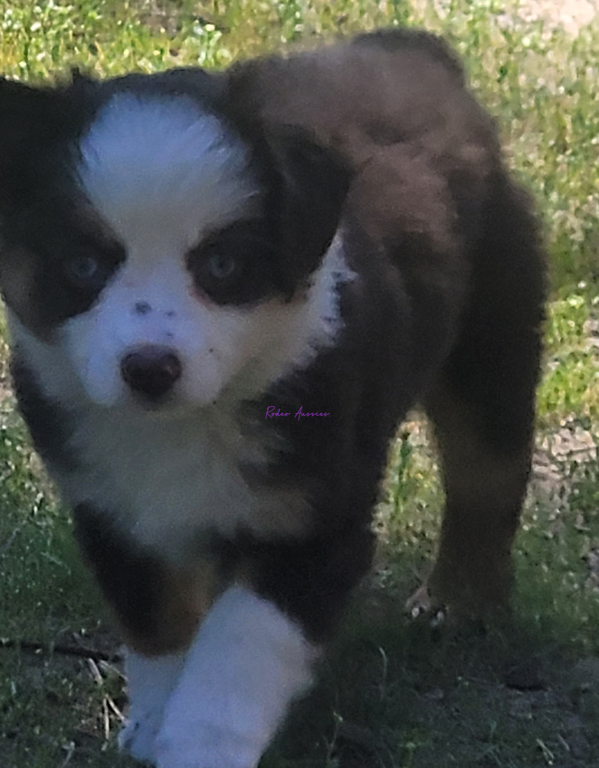 MINI AUSSIES/ MINIATURE AUSTRALIAN SHEPHERDS MINI AUSSIES/ MINIATURE AUSTRALIAN SHEPHERDS