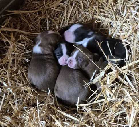 OLDE BOSTON BULLDOG PUPPIES