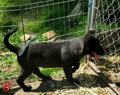GERMAN SHEPHERD/ BELGIAN MALINOIS PUPPIES