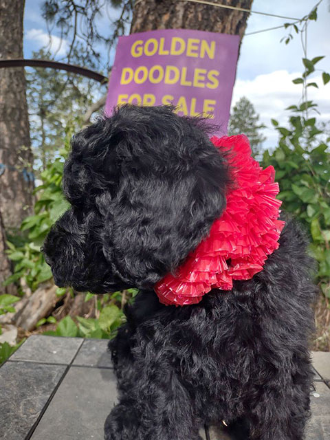 F1BB GOLDENDOODLES