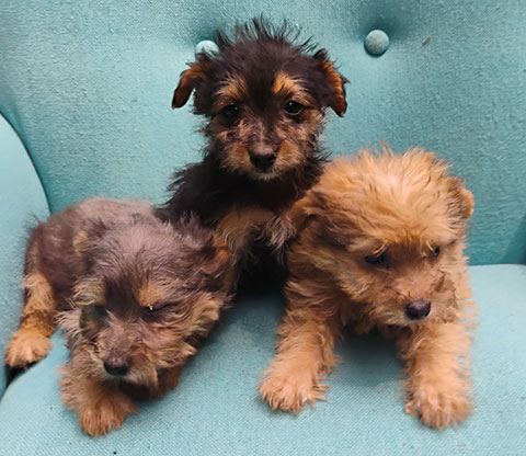 YORKIE CAIRN PUPPIES 