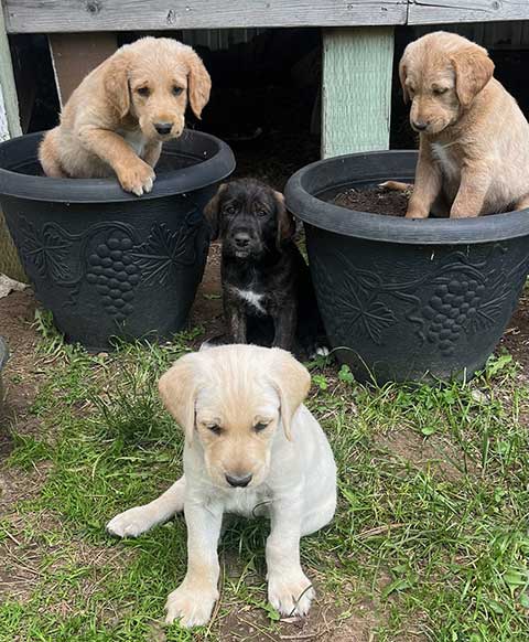 GOLDENDOODLE MIX PUPPIES