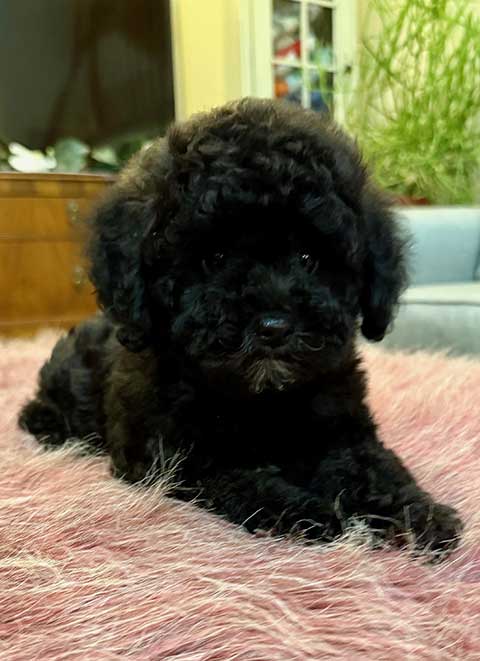 FEMALE COCKAPOO TOY PUPPY!