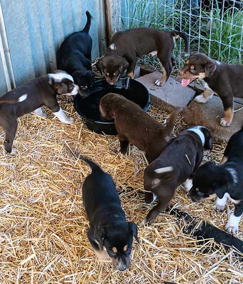 BORDER COLLIE/ CATAHOULA PUPPIES
