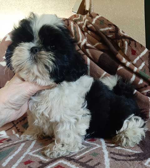 AKC SHIH TZU PUPPIES,