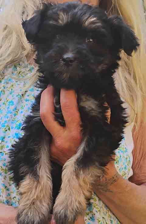 MALTESE YORKIE PUPPIES MALTESE YORKIE PUPPIES