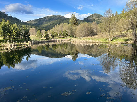 TROUT POND FED BY YEAR ROUND CREEK ON 40 ACRES