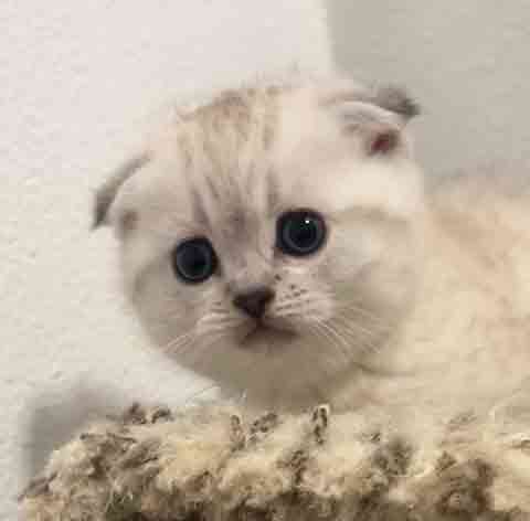 THREE SCOTTISH FOLD KITTENS