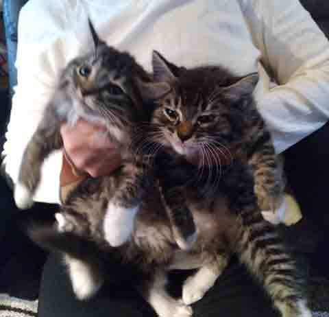 ADORABLE RAG DOLL KITTENS
