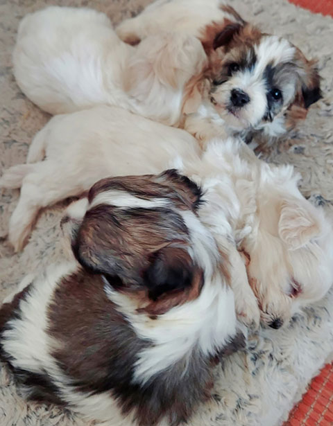 MALTESE HAVANESE PUPPIES MALTESE HAVANESE PUPPIES